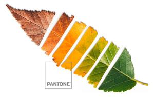 Copripiumino Leaf Pantone - Letto da 90 (150 x 220 cm)