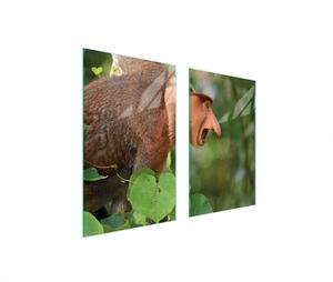 Piastre copri fornelli 2 pezzi 75x52 Copri piano cottura in Vetroceramica tagliere in vetro scimmia animale