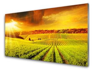 Pannello paraschizzi cucina Paesaggio del campo al tramonto 100x50 cm