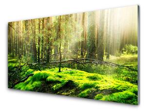 Rivestimento parete cucina Muschio della foresta naturale 100x50 cm