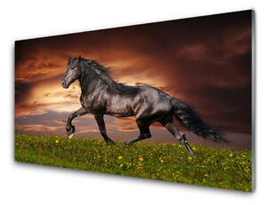Quadro di vetro Cavallo nero Animali da prato 100x50 cm