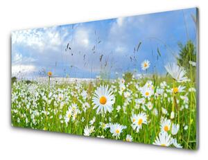 Pannello cucina paraschizzi Prato Daisy Natura 100x50 cm