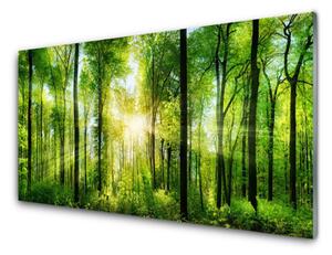 Quadro vetro Alberi della natura della foresta 100x50 cm
