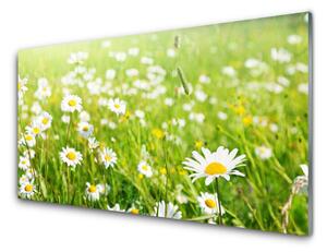 Schienali cucina Prato Daisy Natura 100x50 cm