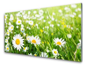 Pannello paraschizzi cucina Pianta di fiori di margherita 100x50 cm