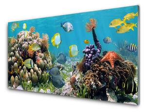 Quadro su vetro Natura della barriera corallina 100x50 cm
