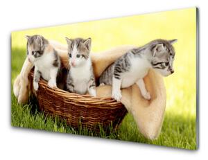 Quadro su vetro Gatti Animali 100x50 cm 2 appendini