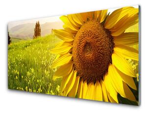 Rivestimento parete cucina Pianta di fiori di girasole 100x50 cm