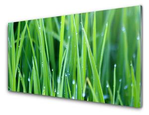 Quadro su vetro Gocce d'erba Pianta naturale 100x50 cm