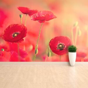 Carta da parati Poppies rossi 104x70 cm