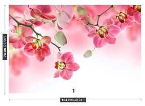Carta da parati Orchidee tropicali 104x70 cm
