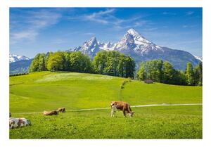 Carta da parati Alpi mucche 104x70 cm