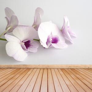 Carta da parati Orchidee bianche 104x70 cm