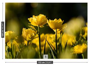Carta da parati Tulipano giallo 104x70 cm