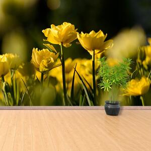 Carta da parati Tulipano giallo 104x70 cm
