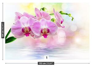 Carta da parati Rose di orchidea 104x70 cm