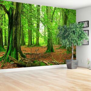 Carta da parati Foresta di faggio 104x70 cm