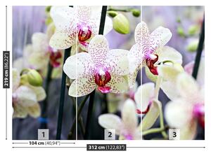Carta da parati Fiori di orchidea 104x70 cm