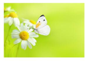 Carta da parati Farfalla e camomilla 104x70 cm