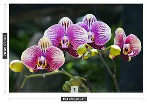 Carta da parati Orchidea viola 104x70 cm