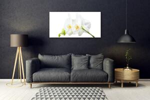 Quadro in vetro Petali di fiori Orchidea bianca 100x50 cm