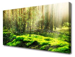 Quadro stampa su tela Muschio della foresta naturale 100x50 cm