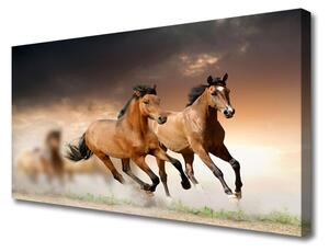 Stampa quadro su tela Animali cavalli 100x50 cm