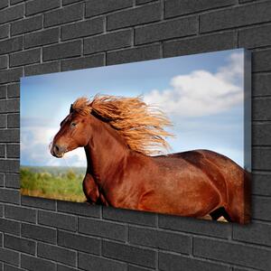 Stampa quadro su tela Animali da cavallo 100x50 cm