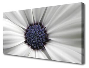 Stampa quadro su tela I fiori della pianta 100x50 cm