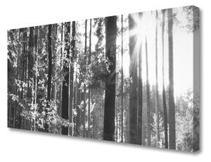 Foto quadro su tela Alberi della natura della foresta 100x50 cm