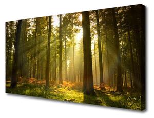 Quadro su tela Alberi della natura della foresta 100x50 cm
