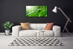 Foto quadro su tela Erba della natura della coccinella 100x50 cm