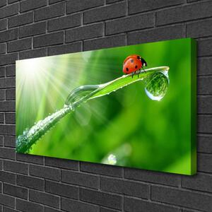 Foto quadro su tela Erba della natura della coccinella 100x50 cm