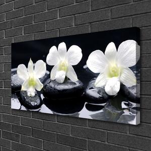Quadro su tela Pianta di pietre di orchidea 100x50 cm