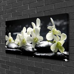 Foto quadro su tela Pianta di pietre di fiori 100x50 cm