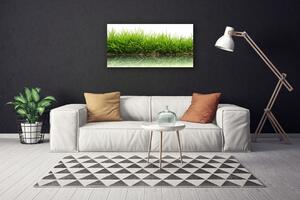 Foto quadro su tela Erba, acqua, natura, piante 100x50 cm