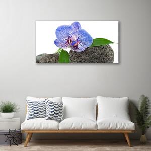 Stampa quadro su tela Fiore, pianta, natura 100x50 cm