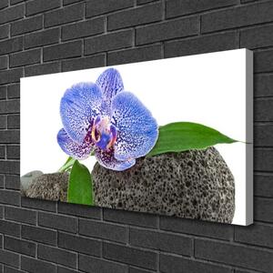Stampa quadro su tela Fiore, pianta, natura 100x50 cm