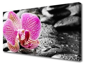 Quadro su tela Fiore di pietre di orchidea 100x50 cm