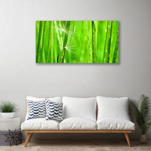 Foto quadro su tela Erba, piante, natura 100x50 cm