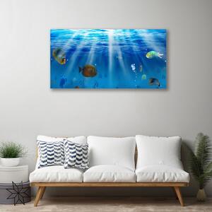 Foto quadro su tela Pesce della natura 100x50 cm