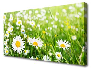Quadro stampa su tela Pianta di fiori di margherita 100x50 cm