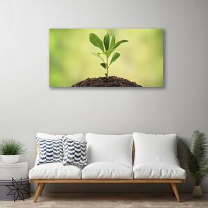 Stampa quadro su tela Crescita delle piante di terra 100x50 cm