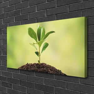 Stampa quadro su tela Crescita delle piante di terra 100x50 cm