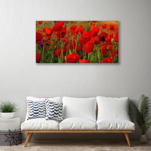 Stampa quadro su tela Natura, papaveri, piante 100x50 cm