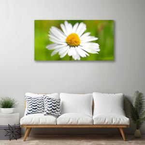 Foto quadro su tela Margherita, pianta, natura 100x50 cm