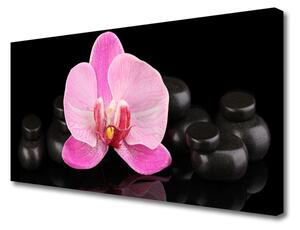 Stampa quadro su tela Pianta di pietre di fiori 100x50 cm