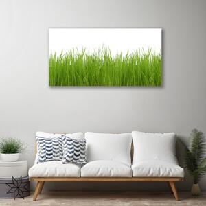Stampa quadro su tela Erba, piante, natura 100x50 cm