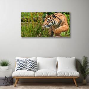 Quadro su tela Animali tigre 100x50 cm