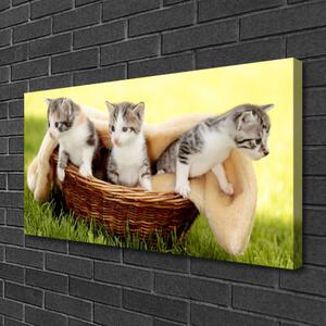 Quadro stampa su tela Gatti Animali domestici 100x50 cm